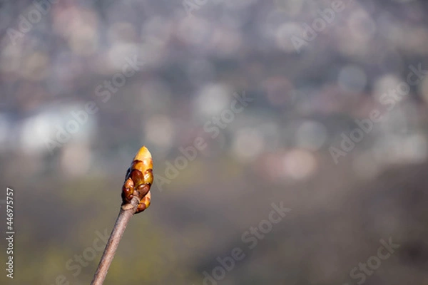Fototapeta Brown single tree bud in sunshine