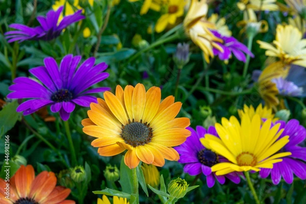 Obraz カラフルなガーベラ