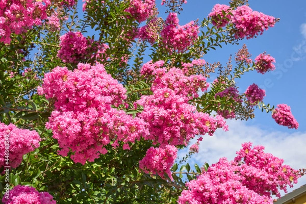 Obraz Lagerstroemia indica 