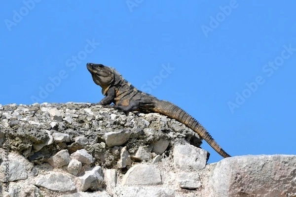 Obraz iguana on rock