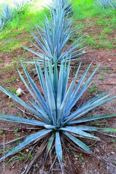 Obraz blue agave