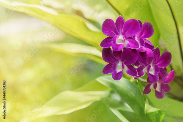 Fototapeta Purple orchids on a green background In Thailand. Beautiful yellow-green blurred background. Close up of pink orchids in the tropics. Space for text