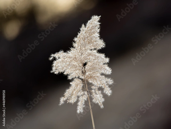 Obraz Large Plume Of Pampas Grass