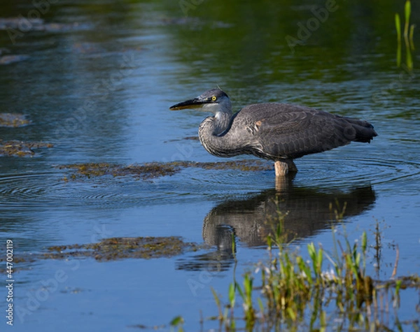 Fototapeta Great Blue Heron with Reflection Closeup Portrait in Early Morning Light
