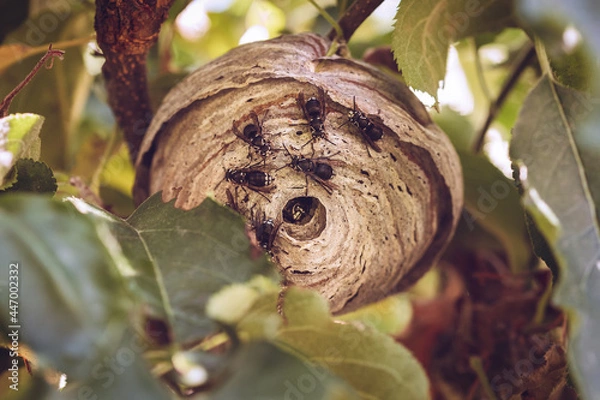 Fototapeta bald face hornet nest