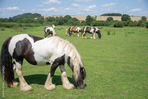 Obraz cavallo inglese