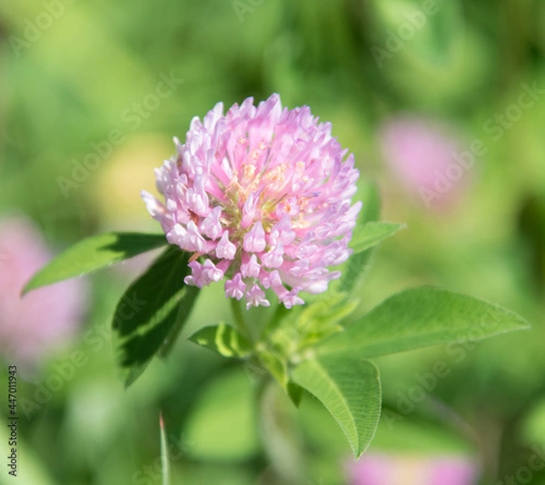 Obraz flower nature 2