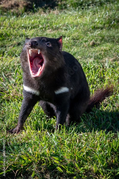 Obraz Tasmanian Devil 