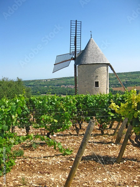 Obraz Windmühle in den Weinbergen Burgunds