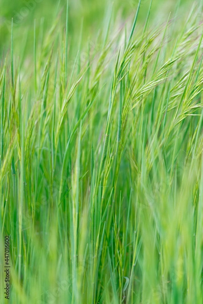 Fototapeta 風に揺れる草