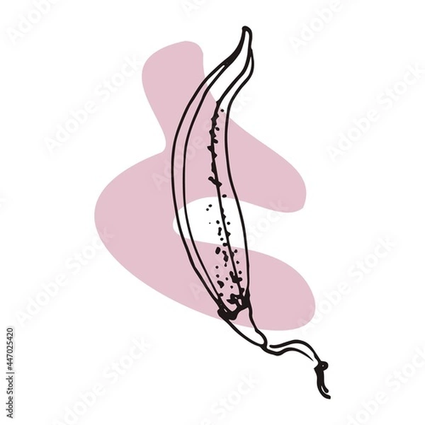 Fototapeta The plant is drawn by hand with a pen and translated into vector format. In the background there is an abstract colored spot. Stock vector illustration. For garment decoration, packaging, interior