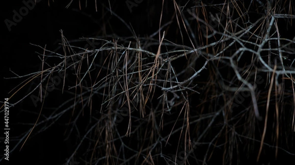 Fototapeta Pine Rest Area