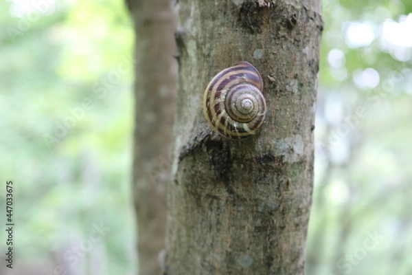 Fototapeta 木にとまっているカタツムリ
