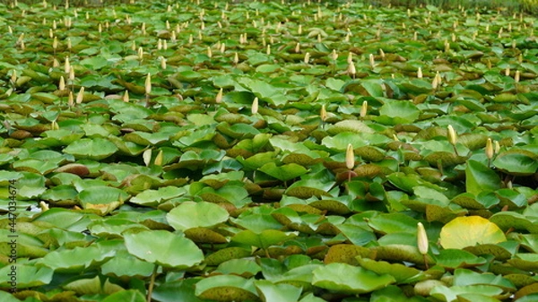 Fototapeta 연못에 핀 연꽃