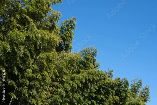 Fototapeta 青空の下の竹林