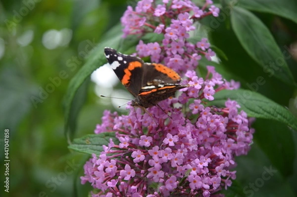 Obraz Admiral auf Flieder