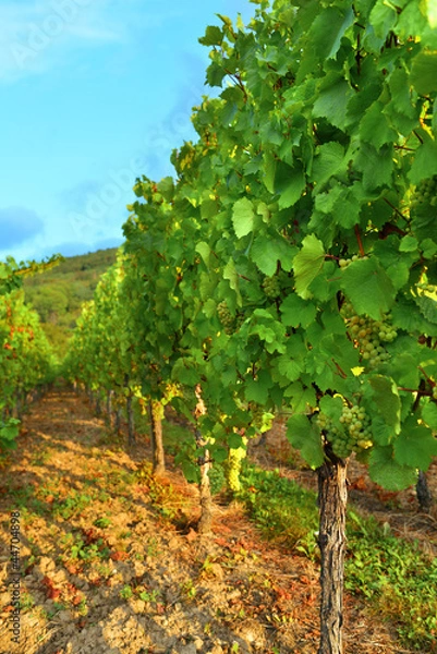 Fototapeta winnica