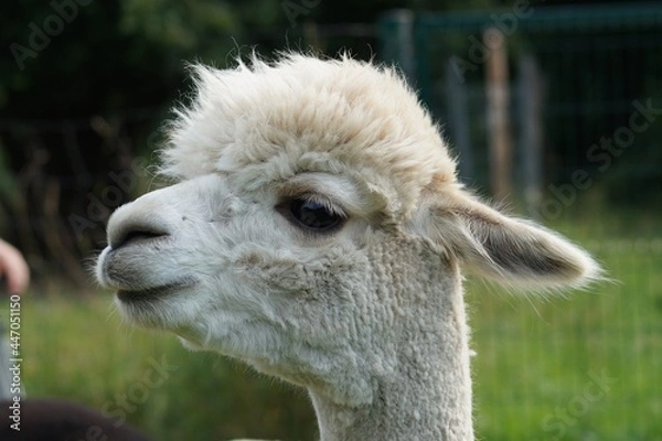 Obraz Alpaka