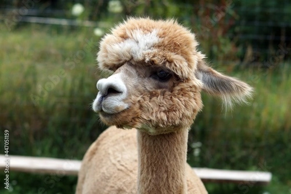 Obraz Alpaka