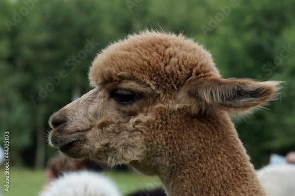 Obraz Alpaka