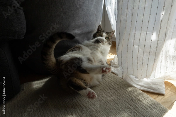 Obraz Funny cat caught in the act showing the underside of its paws.