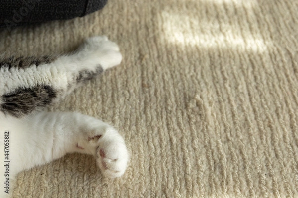 Fototapeta Cute furry cat legs and paws on a beige carpet.