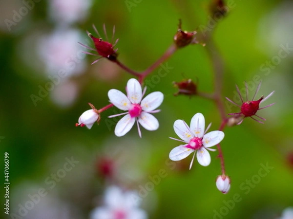 Obraz pink and white flowers