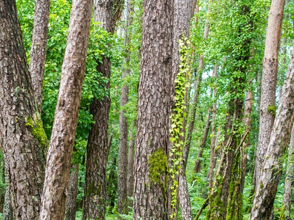 Obraz Manifestation forestière