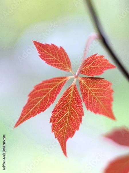 Fototapeta red autumn leaves