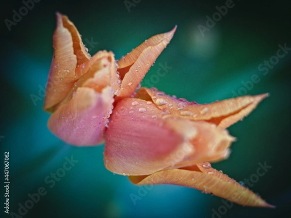 Obraz tulip flower, macro photography 