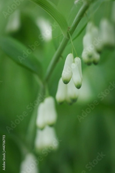 Obraz flower kupena, macro photography 