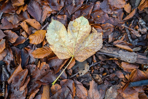 Obraz Autumn maple on the forest floor