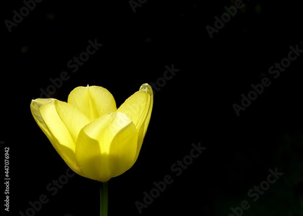 Fototapeta Yellow tulip in sunshine with black background
