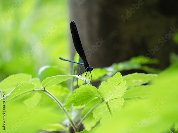 Obraz アオハダトンボのオス