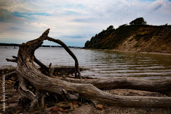 Obraz Treibholz am Strand