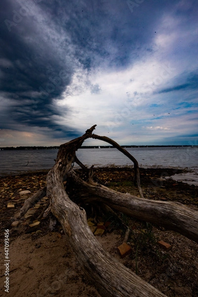 Obraz Treibholz am Strand