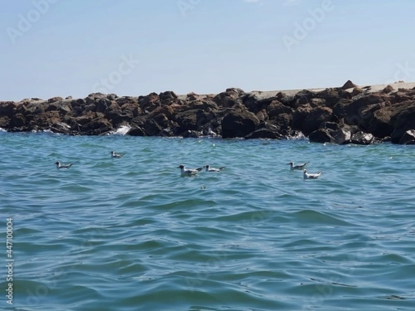 Obraz seagulls on the sea