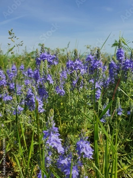Obraz flowers in the field