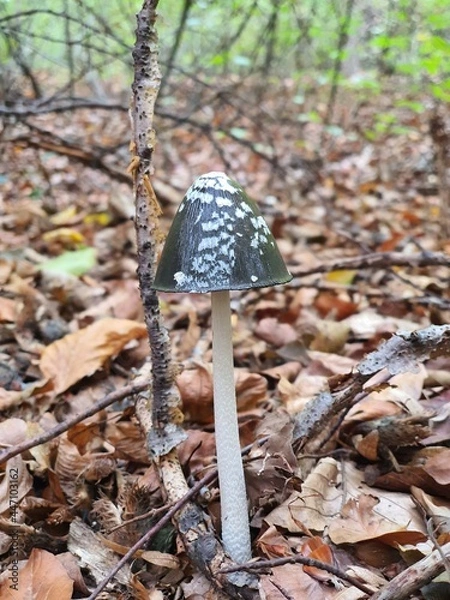 Fototapeta mushroom in the forest