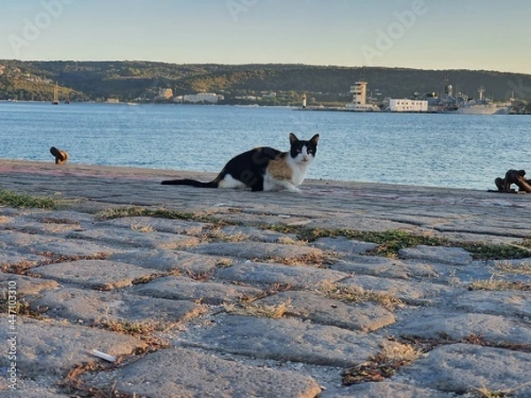 Obraz cat looking for fish