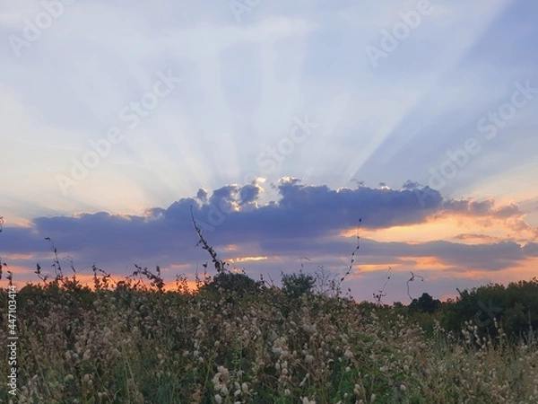 Obraz sunset over the field