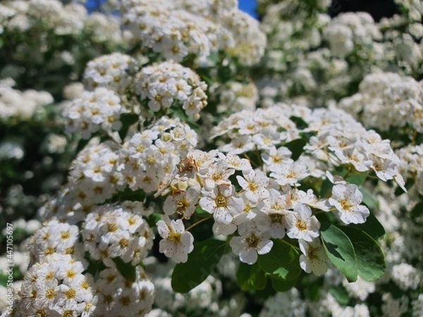 Obraz flowers
