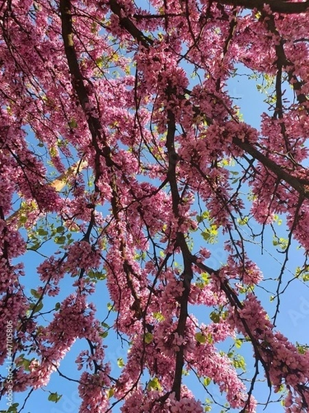 Obraz cherry tree blossom