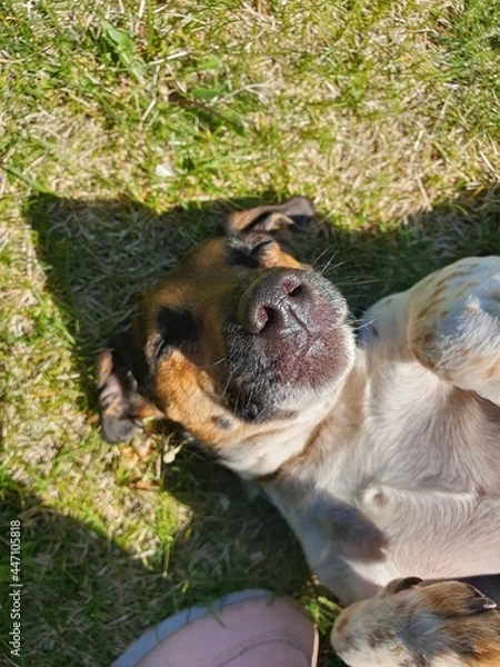 Obraz happy dog sleeping in the grass