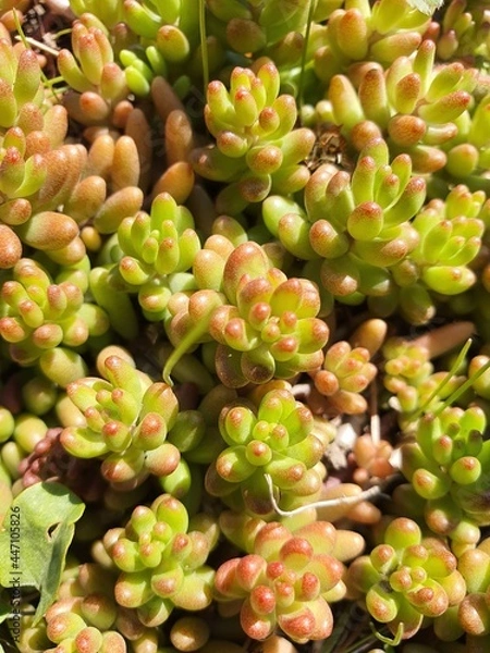 Obraz close up of a plant