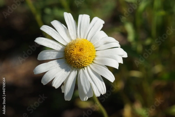 Obraz chamomile