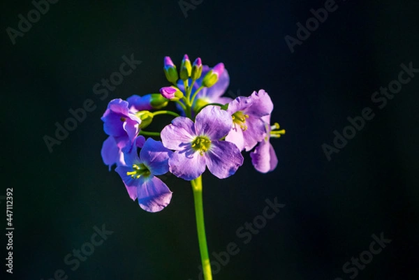 Obraz flower on black background