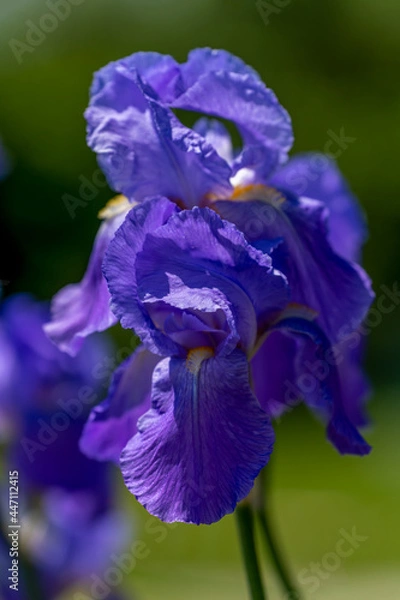 Obraz blue iris flower