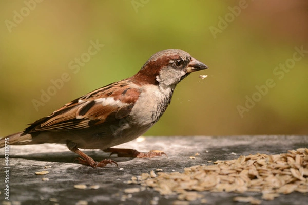 Fototapeta Spatz, Sperling am Futterplatz