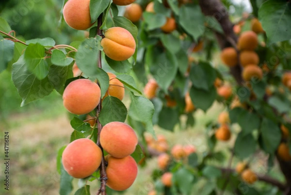 Fototapeta many apricot fruits on a tree in the garden on a bright summer day. Organic fruits. Healthy food. Ripe apricots.